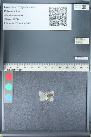Media type: image;   Entomology 154930